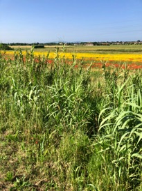 IMG_1521.jpeg IMG_1521.jpeg